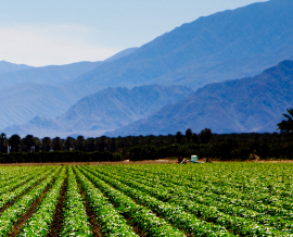 Nogales Produce Website 